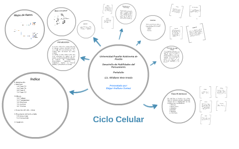 Ciclo Celular by Edgar Arellano on Prezi Next