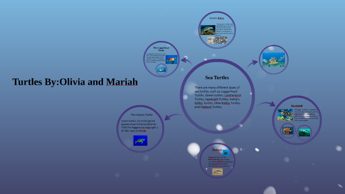 sea turtles by mariah mcclurg on Prezi