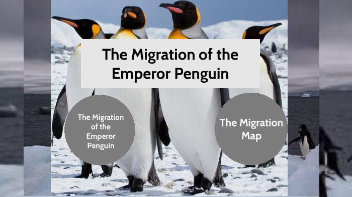 emperor penguin map