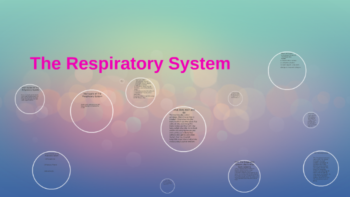 Main Fuction Of The Respiratory System By Cloe Page On Prezi