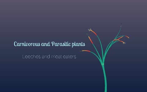 Carnivorous and parasitic plants by Allen Warren on Prezi