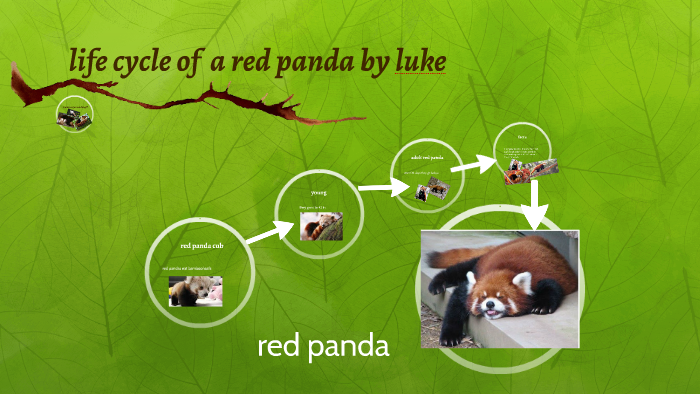 Life Cycle Red Pandas - vrogue.co