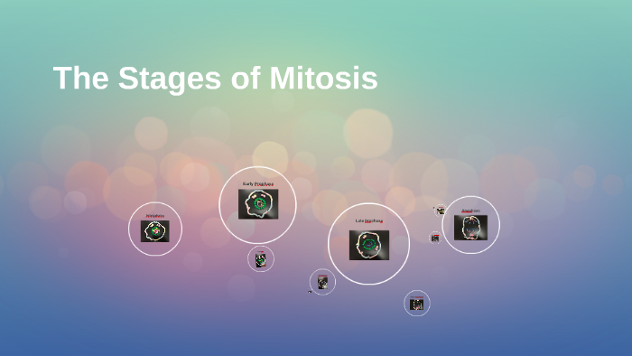 prezi presentation mitosis