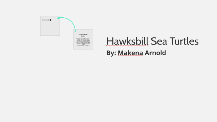 Hawksbill Sea Turtle by Makena Arnold on Prezi