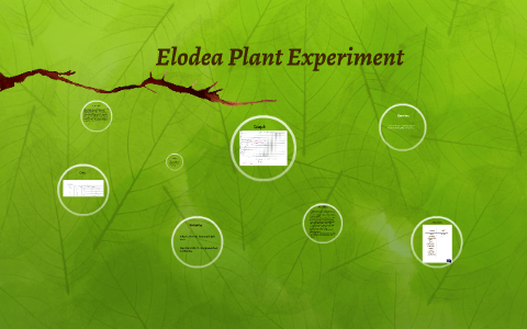 biology experiment elodea