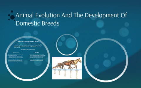 Animal Evolution And The Development Of Domestic Breeds by Zoe Krendel ...
