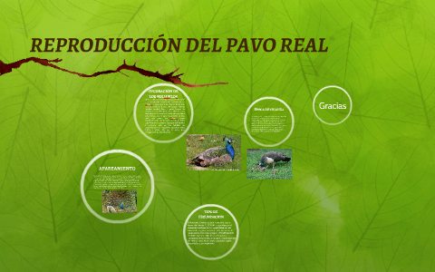 Reproduccion Del Pavo Real By Sonia Acevedo