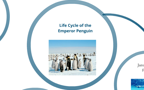 Life Cycle of the Emperor Penguin by vlatko vukovic