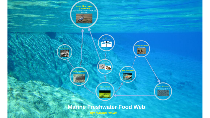 Marine Freshwater Food Web by Evette Rawls on Prezi