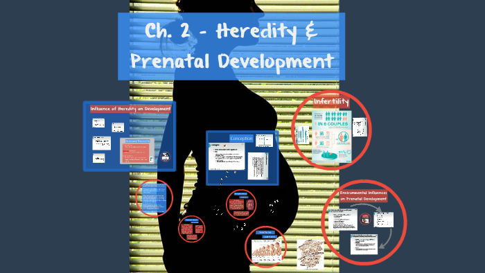 Ch. 2 Heredity & Prenatal Development by Cristy Pratt on Prezi