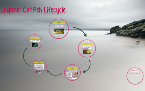 Channel catfish life cycle