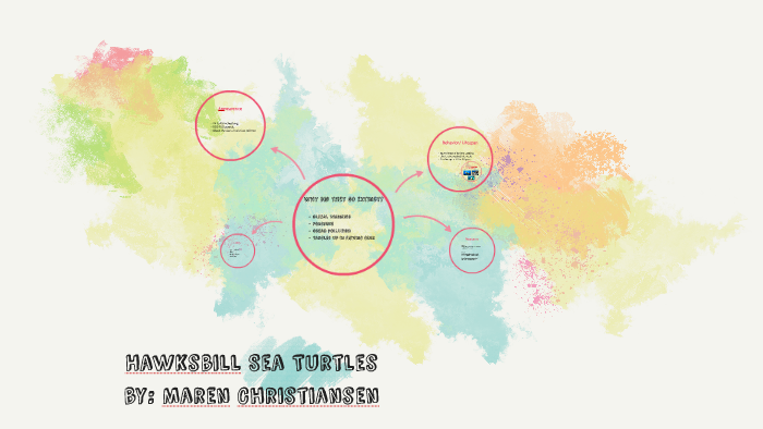 Hawksbill Sea Turtle by Maren Christiansen on Prezi