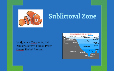 sublittoral zone animals