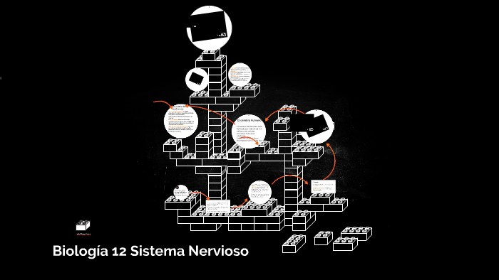 Biología 12 Sistema Nervioso by Gabo Rojas