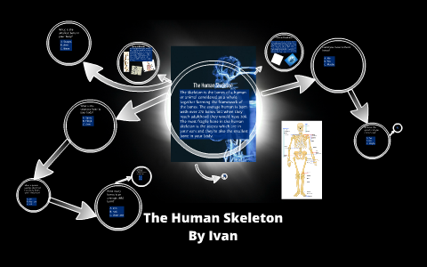 Ivan Rajher The Human Skeleton by Ivan Rajher on Prezi
