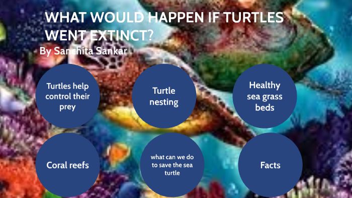 What would happen if turtles become extinct by Sanchita Sankar on Prezi