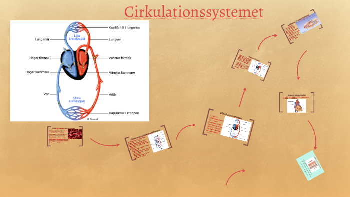 Cirkulationssystemet By Hindrik NO On Prezi