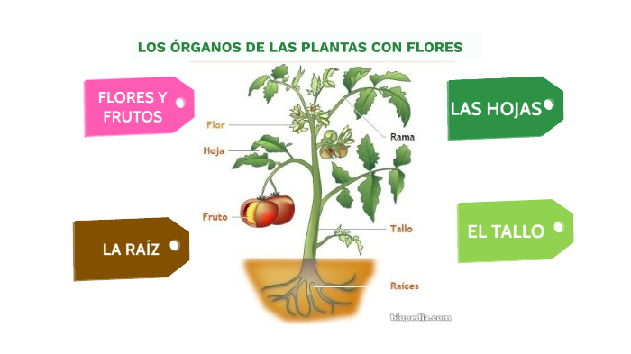 ÓRGANOS PLANTAS CON FLORES by yeray gonzalez on Prezi