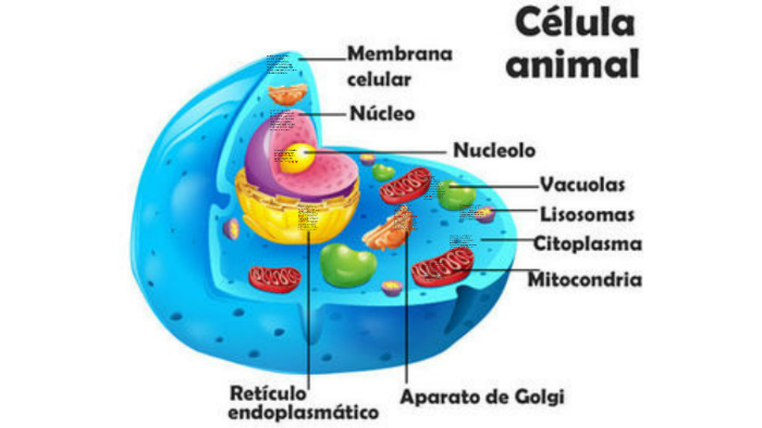 la célula esta rodeada by Ariana Gutierrez Ortiz on Prezi