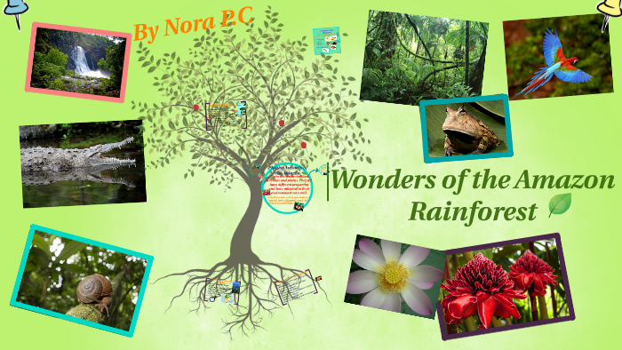 The Wonders of the Amazon Rainforest by Botanic Primary on Prezi