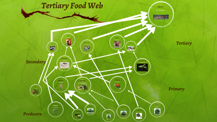 Tertiary Food Web by H Chen on Prezi