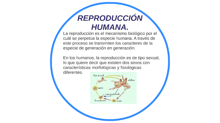 REPRODUCCIÓN HUMANA. by jose alejandro calao galarcio