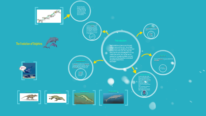 Dolphin Evolution Tree The Evolution of Dolphins by Tanisha Abrol on Prezi