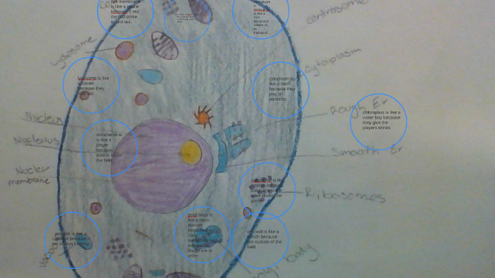 animal cell by suzy alcaraz on Prezi