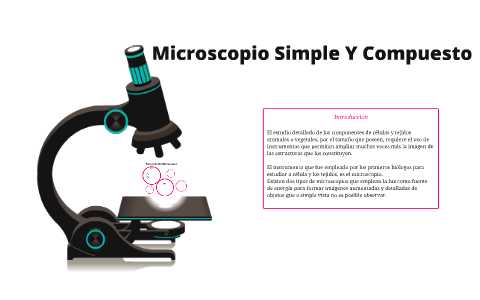 director Correo aéreo demandante Microscopio Simple Y Compuesto by Daniela Vanegas