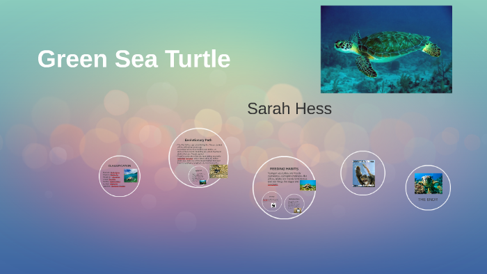 Green Sea Turtle by Sarah Hess on Prezi