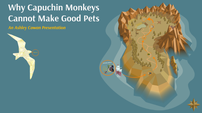 Why Capuchin Monkeys Cannot Make Good Pets by Ashley Cowan