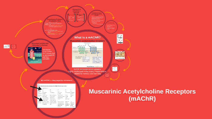Muscarinic Acetylcholine Receptor By Lena Walton 9258