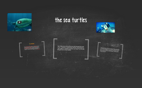 the sea turtles by juanita gutierrez on Prezi