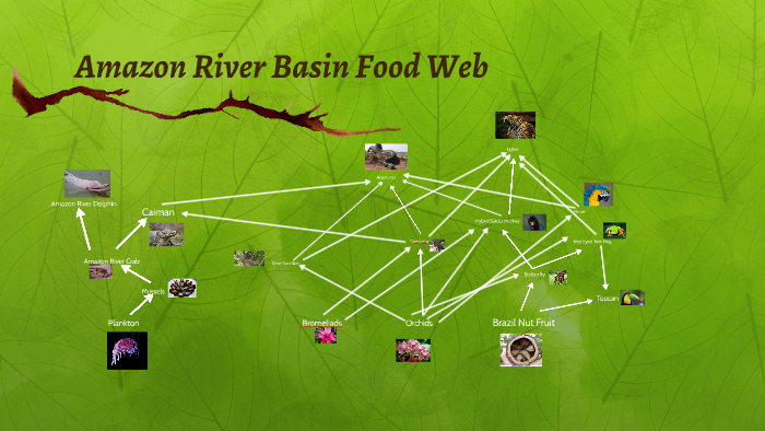 Amazon River Basin Food Web By Max Awesome