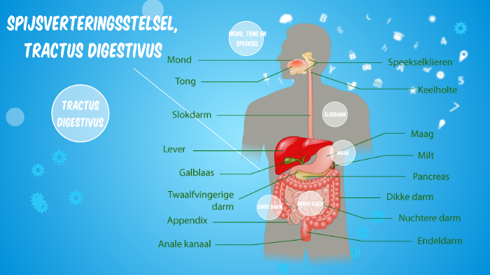 Spijsverteringsstelsel by Bart Smeets on Prezi