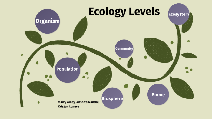 Ecology Flow Chart by Maizy Aikey on Prezi