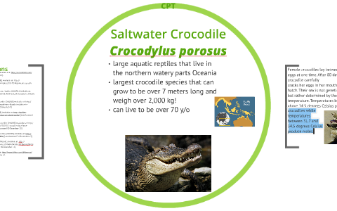 Crocodiles produce nature's strongest gastric juices to digest prey animals  whole. Thanks to a unique heart they retain deoxygenated blood, bypass  their lungs, and use the CO2-rich blood to stimulate acid production