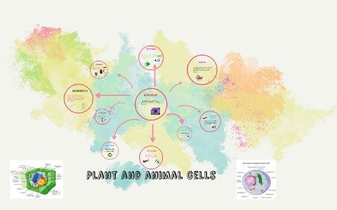 Plant and animal cells by Lexi Wagner on Prezi