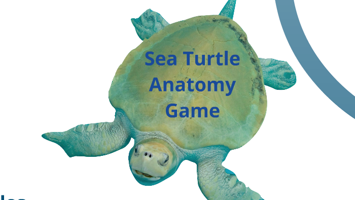 Sea Turtle Anatomy