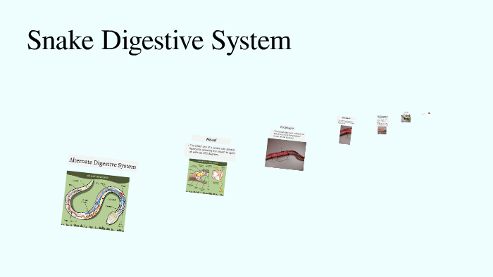 Snake Digestive System by Samantha Chavez on Prezi