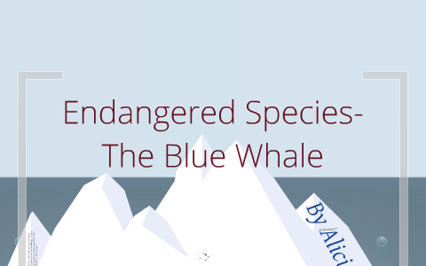 endangered species blue whale essay