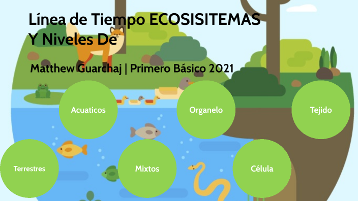 Matthew Guarchaj | Línea de Tiempo Niveles de Organización de la
