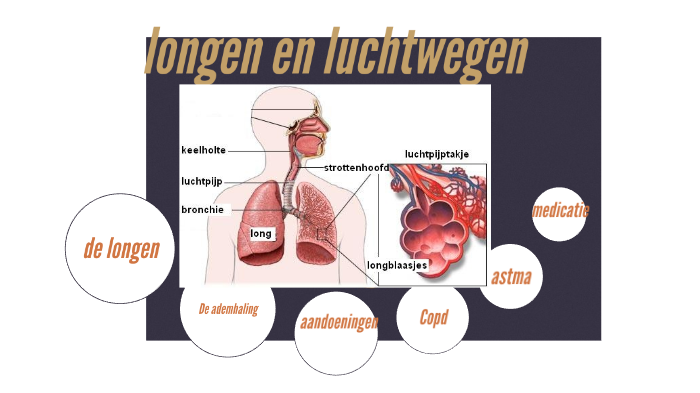 longen en luchtwegen by Angelica Jongman