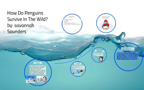 How Do Penguins Survive In The Wild? by savannah saunders