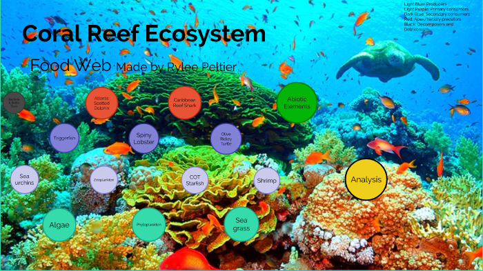 Coral Reef Ecosystem by Rylee Peltier
