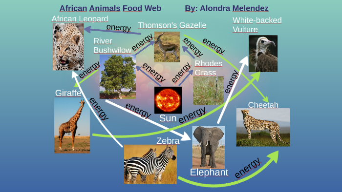 African Animals Food Web by Alondra Melendez