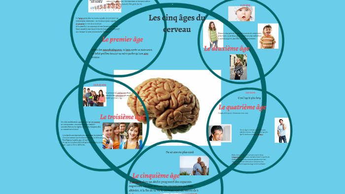 Les cinq âges du cerveau by Frantzciana Anna on Prezi