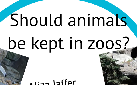 Should Animals be kept in zoos? by Person Person on Prezi