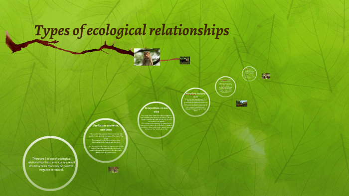 Types Of Ecological Relationships By Stacey Donaldson