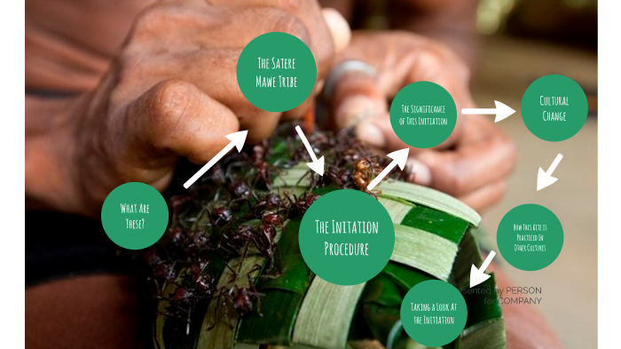 The Bullet Ant Initiation: A Brutal Rite of Passage by shuja Agha on Prezi